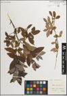 Foto von Salix muscina Dode ex Flod.